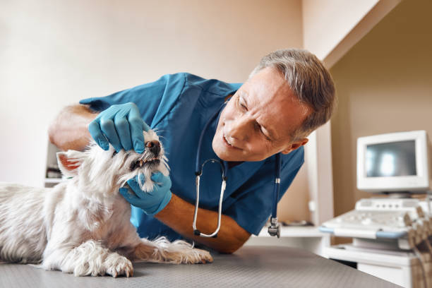 Professional Emergency Dental Service in NJ